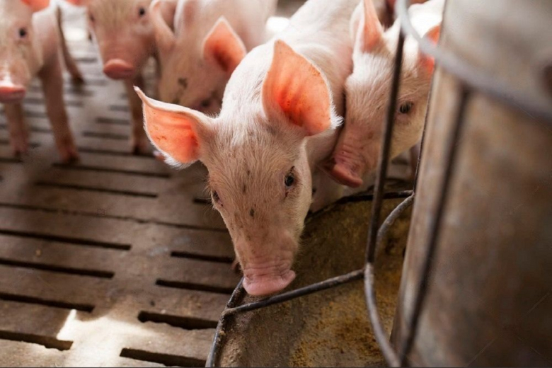 В Германии фермера осудили за жестокое обращение со свиньями